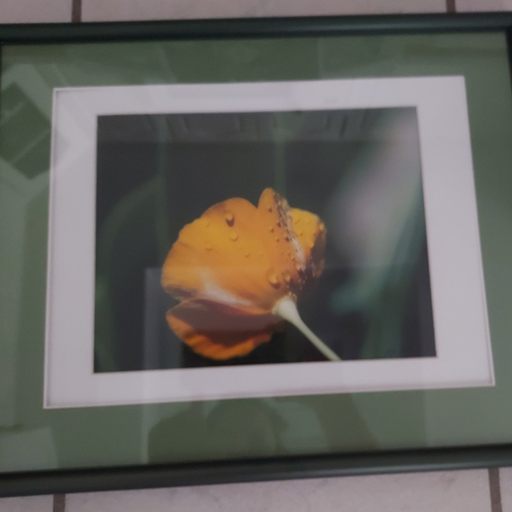 Yellow Rose Print